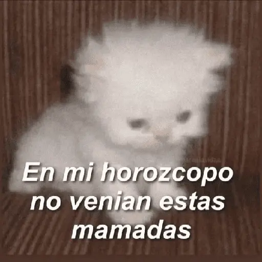 gatitos con frases 