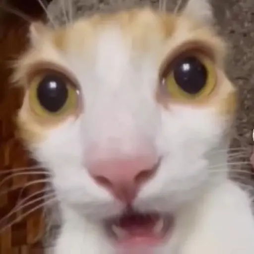 gatos memes