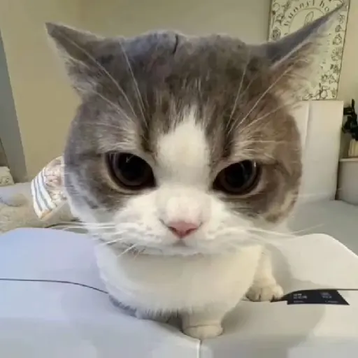 gatos memes
