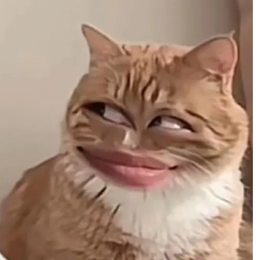 gatos memes