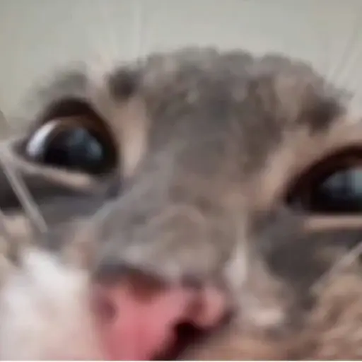 gatos memes