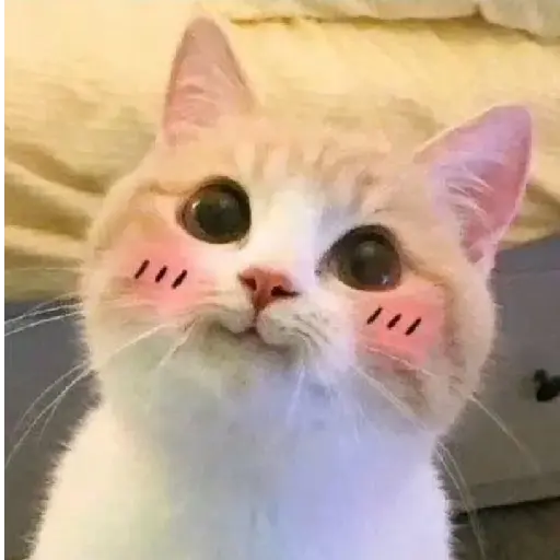 gatos memes