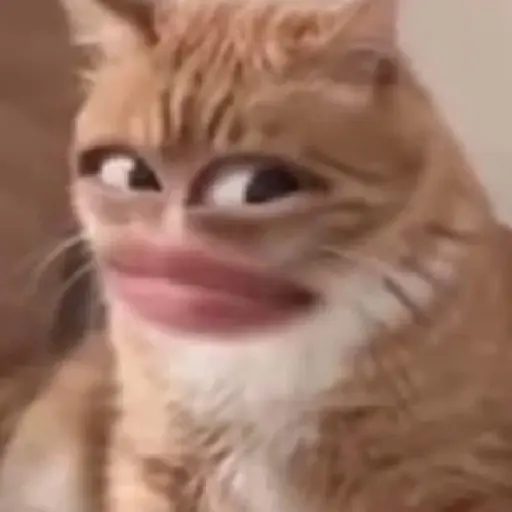 gatos memes