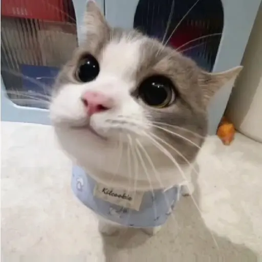gatos memes