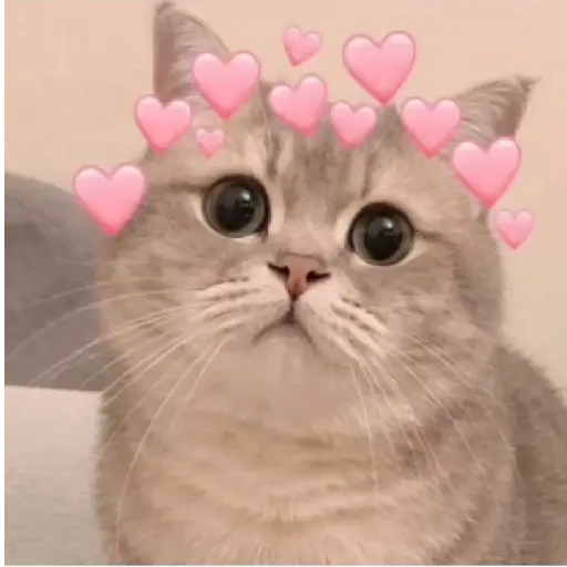 gatos memes