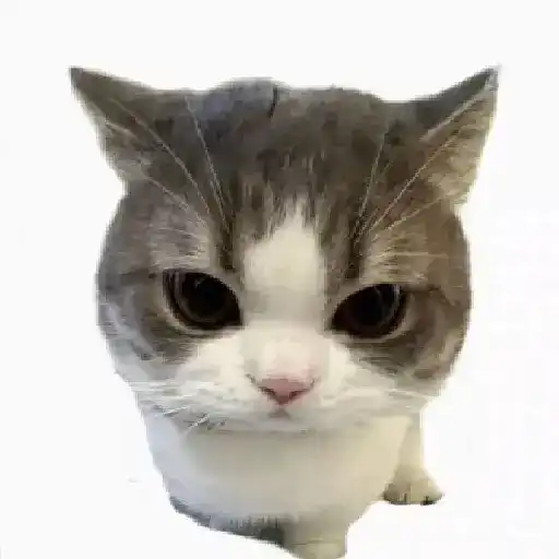 gatos memes