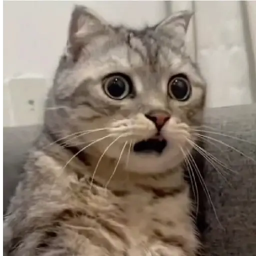 gatos memes preview