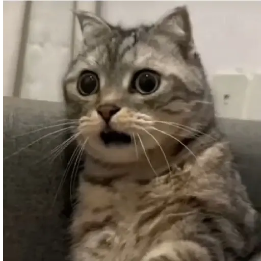 gatos memes