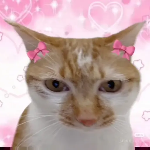 gatos memes