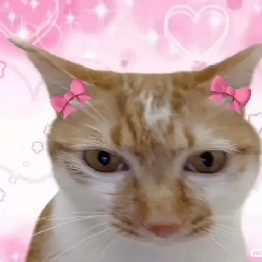 gatos memes