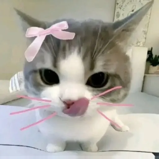gatos memes preview