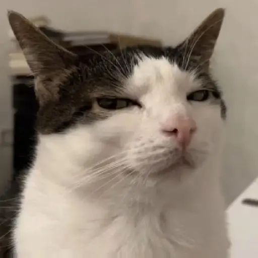 gatos memes