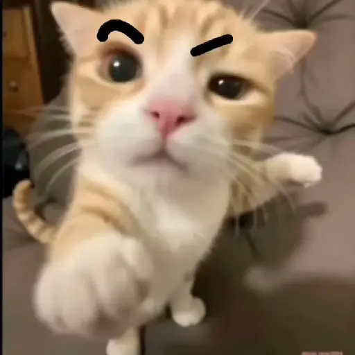 gatos memes