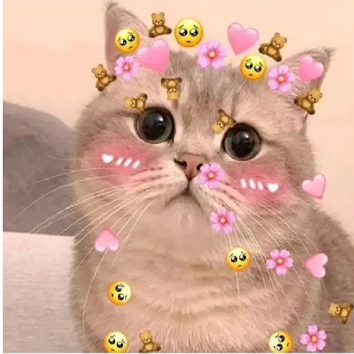 gatos memes preview