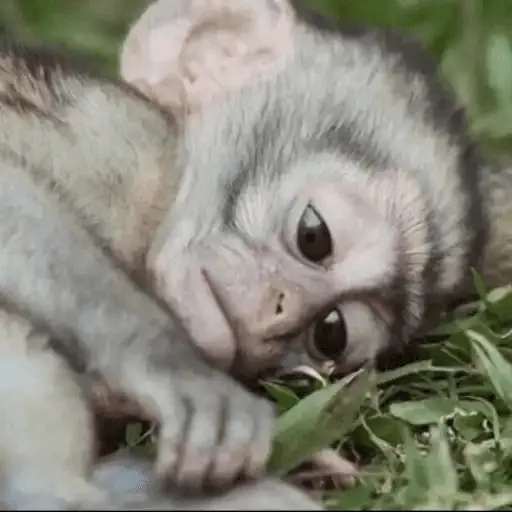 Monitos tristes 😭🐒
