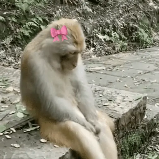 Monitos tristes 😭🐒