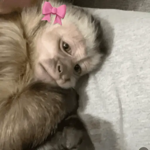 Monitos tristes 😭🐒