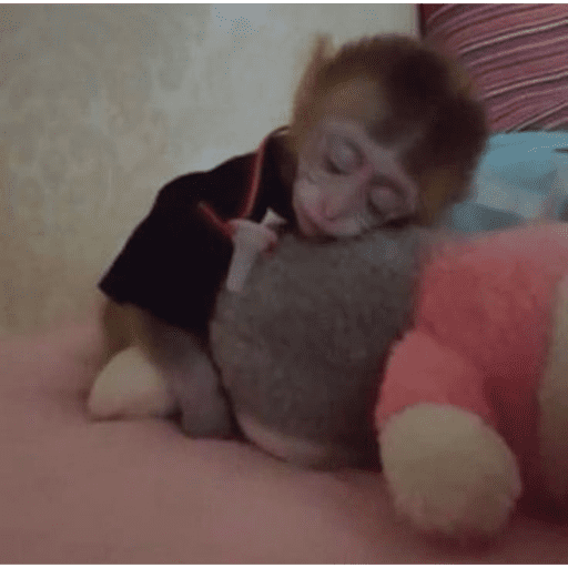 Monitos tristes 😭🐒 preview