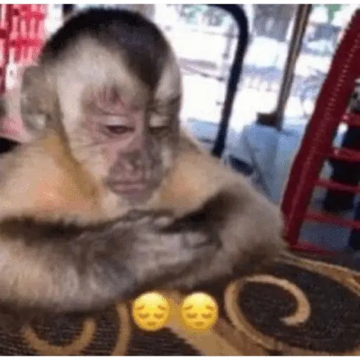 Monitos tristes 😭🐒