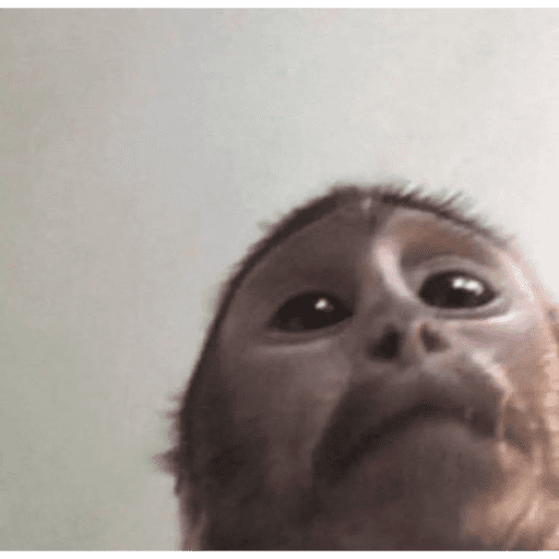 Monitos tristes 😭🐒 preview