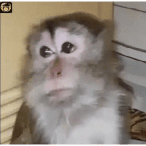 Monitos tristes 😭🐒 preview