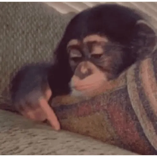 Monitos tristes 😭🐒