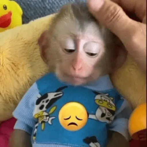 Monitos tristes 😭🐒