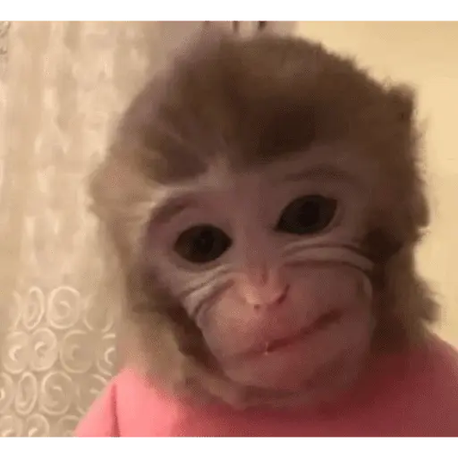 Monitos tristes 😭🐒