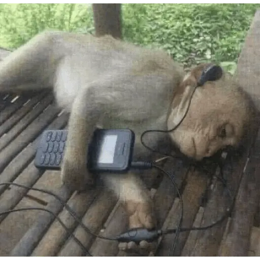 Monitos tristes 😭🐒