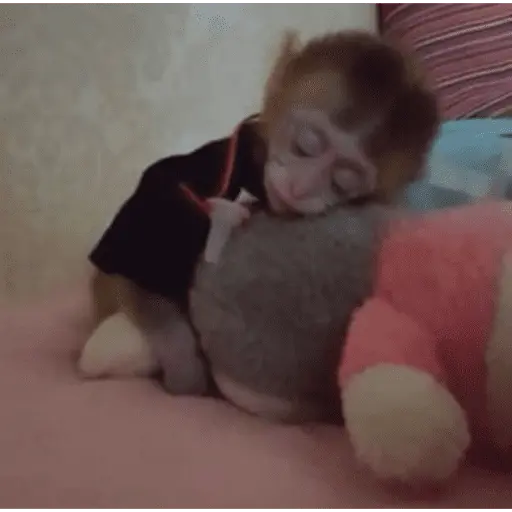 Monitos tristes 😭🐒