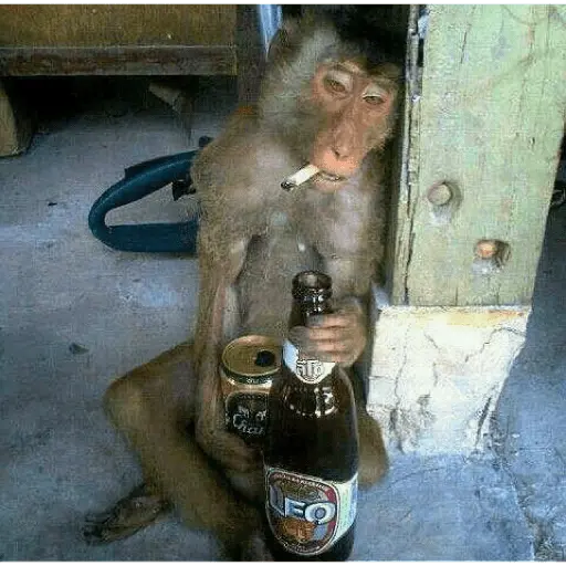 Monitos tristes 😭🐒