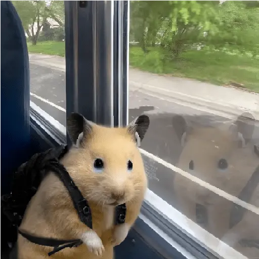 FRASES HAMSTER 🐹🥰