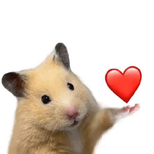 FRASES HAMSTER 🐹🥰