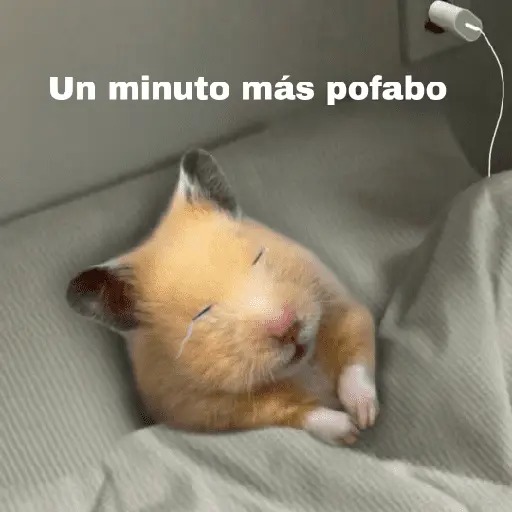 FRASES HAMSTER 🐹🥰