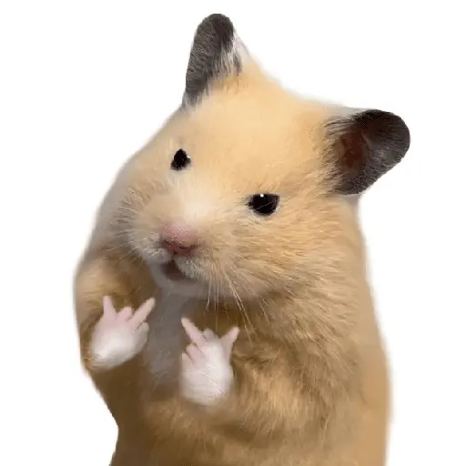 FRASES HAMSTER 🐹🥰