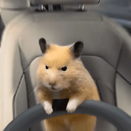 FRASES HAMSTER 🐹🥰