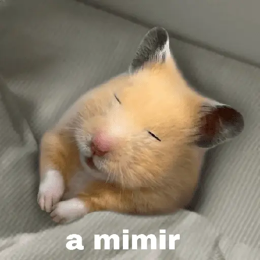 FRASES HAMSTER 🐹🥰