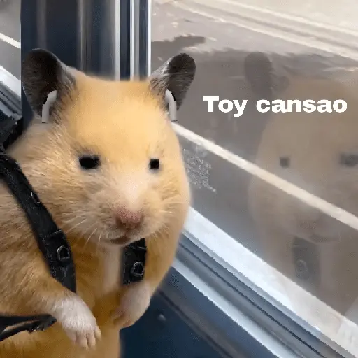 FRASES HAMSTER 🐹🥰