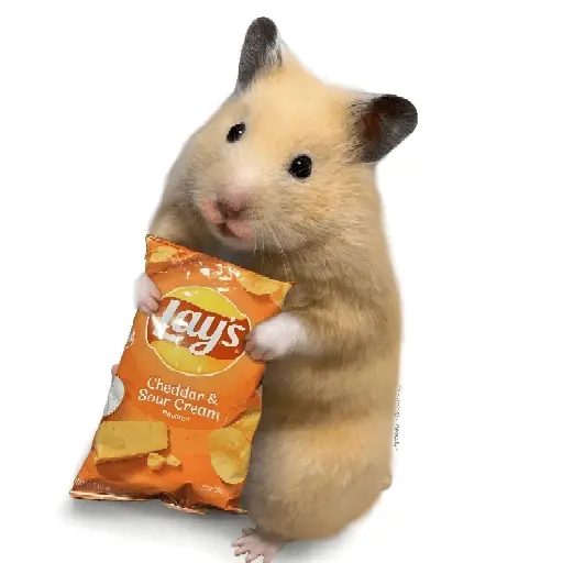 FRASES HAMSTER 🐹🥰
