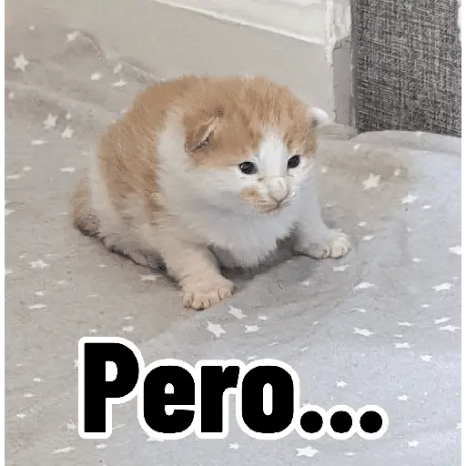 Gatos para contestar 😜 🐱