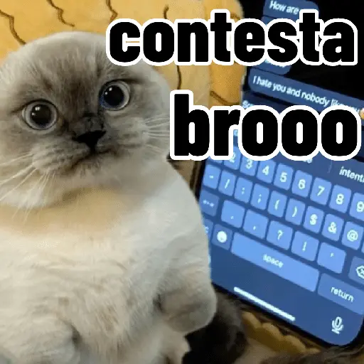 Gatos para contestar 😜 🐱