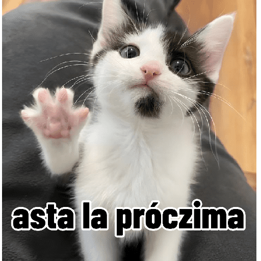 Gatos para contestar 😜 🐱 preview