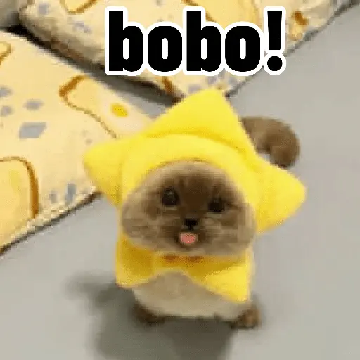 Gatos para contestar 😜 🐱