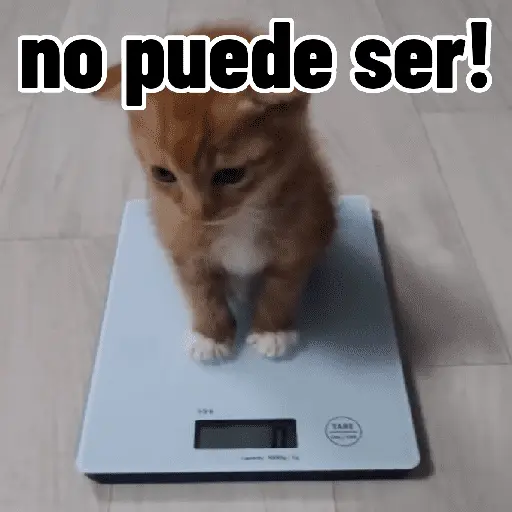 Gatos para contestar 😜 🐱