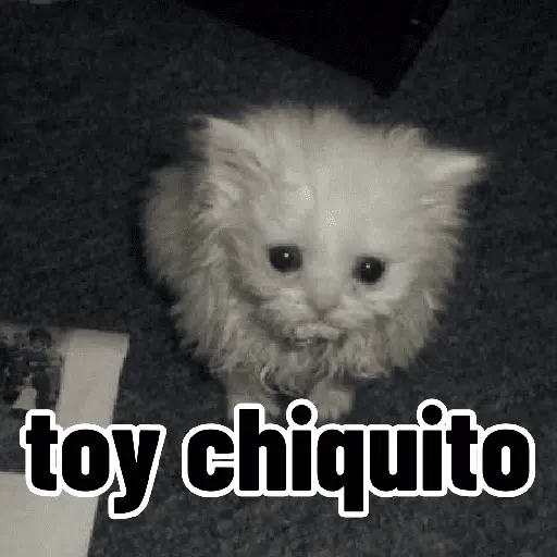 Gatos para contestar 😜 🐱