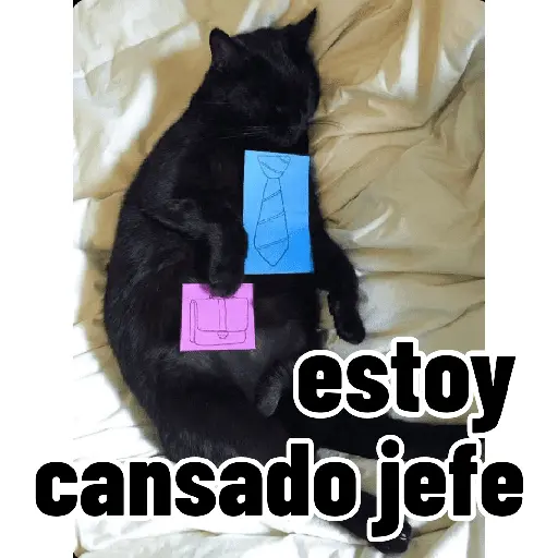 Gatos para contestar 😜 🐱
