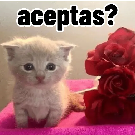 Gatos para contestar 😜 🐱