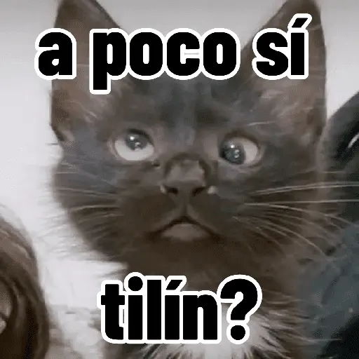 Gatos para contestar 😜 🐱