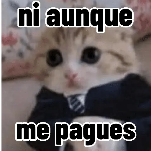 Gatos para contestar 😜 🐱