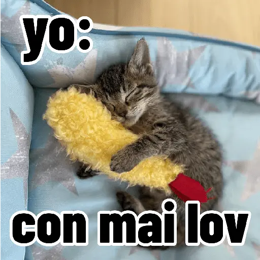 Gatos para contestar 😜 🐱